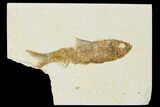 Detailed Fossil Fish (Knightia) - Wyoming #155460-1